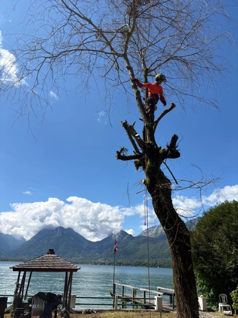 Pourquoi prendre soin deses arbres ? <span>Les bénéfices d'un élagage régulier</span>